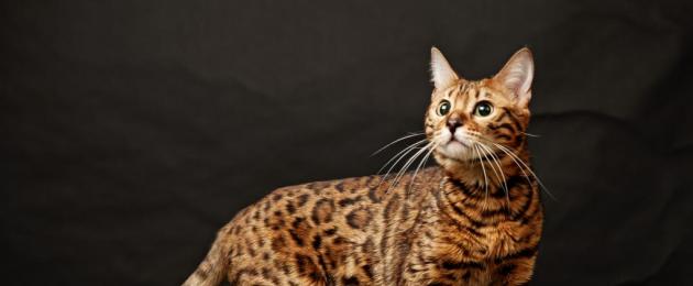 Большая домашняя кошка похожая на леопарда. Кошка как леопард — что за порода? Как выглядит бенгальская кошка