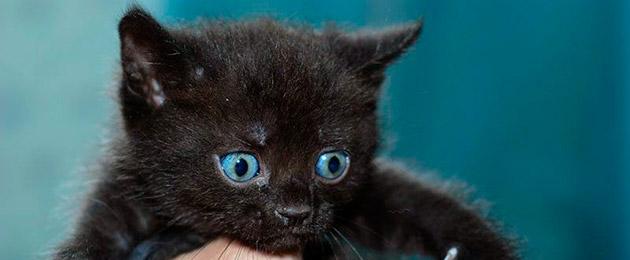 Какое имя можно дать черно коричневый кошки. Имена, связанные с названием цвета
