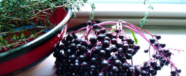 Бузина черная-целебные свойства ягод дерева судьбы и способы их применения. Рецепты из бузины