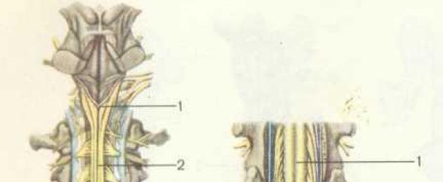 Функциональная анатомия спинного мозга. Расположение и строение спинного мозга Визуализируются терминальные отделы спинного мозга
