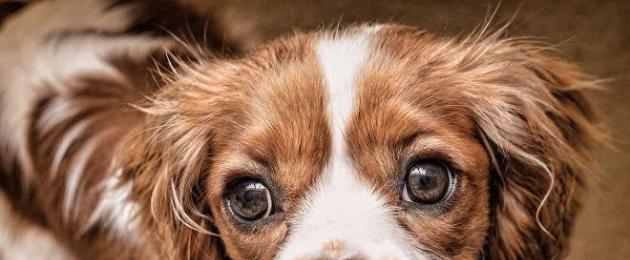 Третье веко у собаки обязательно ли оперировать. Аденома третьего века, или вишневый глаз у собак