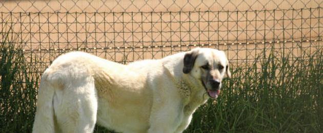 Самый большой в мире пес. Породы больших собак: название, фото и основные характеристики