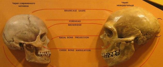 Объем мозга первых современных людей. Этапы эволюции человека