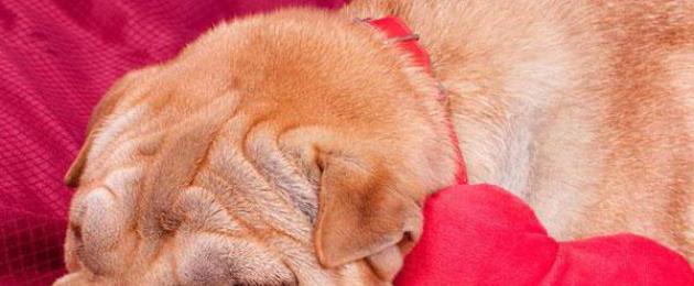 Почему так долго дигоксин убивает собаку. Симптомы отравления и передозировки дигоксином