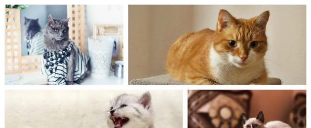 Самые красивые имена для кошки. Поможем выбрать имя кошке: научный подход к проблеме