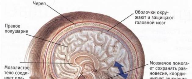 Функции коры головного мозга: в чем они заключаются? Кора головного мозга, зоны коры головного мозга. Строение и функции коры головного мозга