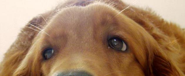 Пена из носа у собаки причины. Так ли опасен насморк у собаки и методы борьбы с ним