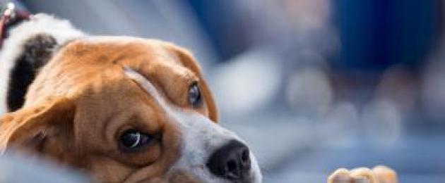 Может ли заразиться инфекционным гепатитом от собаки. Признаки и лечение гепатита у собак