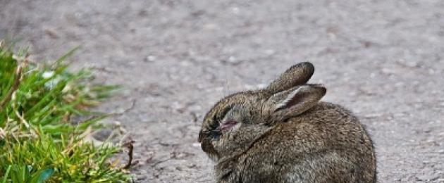Почему декоративного кролика горячие уши. Физиология кролика