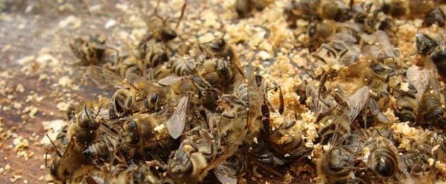 Подмор пчелиный лечебные от рака. Пчелиный подмор, жаренный