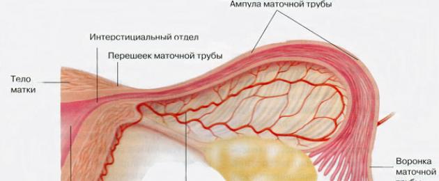 Utero: struttura, anatomia, foto.  Anatomia dell'utero, delle tube di Falloppio e delle appendici