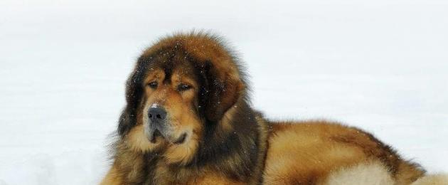 Самый дорогой тибетский. Тибетский мастиф Hong Dong — самая дорогая собака в мире