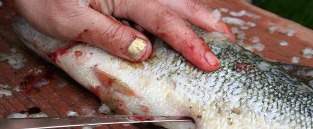 Сколько варить речную рыбу в ухе. Как варить рыбу правильно? Кулинарные советы