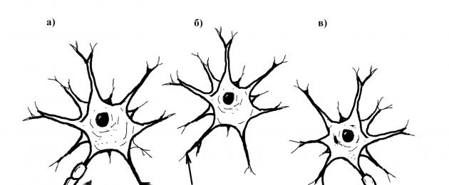 Как работают нейроны. Функции нейронов: как работают и какую задачу выполняют Какие нейроны участвуют при общении