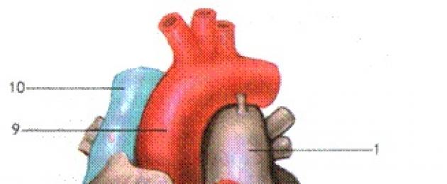 4 камерное сердце. Сколько камер присутствует в сердце человека? Строение стенки сердца