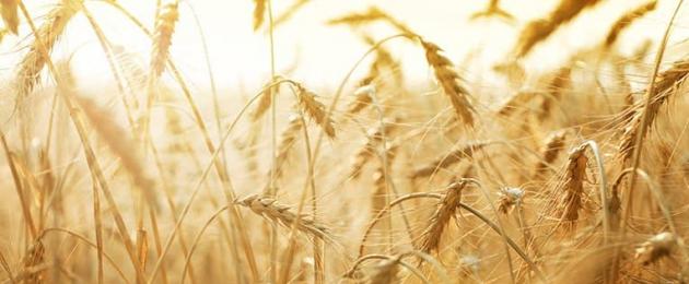 Пшеница посевная ее полезные лечебные свойства. Для сердца и сосудов