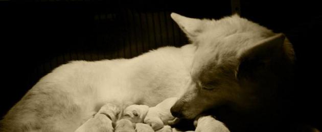 Белая швейцарская овчарка. Характеристика собак породы белая швейцарская овчарка с отзывами и фото