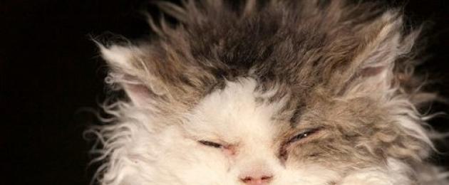25 самых ужасных котов в мире. Самая страшная порода котов