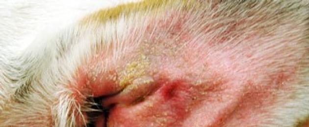 Corpo estraneo nell'orecchio di un cane.  Sequenza delle procedure di trattamento