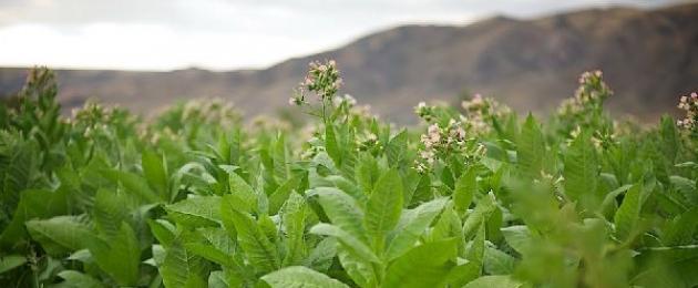 الخصائص الطبية للتبغ.  نبات التبغ: زراعة وخصائص مفيدة إضافة الأوراق الجافة إلى التبغ