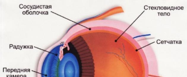 Анатомия глаза. Камеры глаза: строение, функции, симптомы и лечение Передняя камера глаза находится