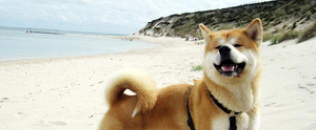 Акита-ину — собака-мечта, народное достояние Страны Восходящего Солнца. Акита-ину описание породы Акита все о породе