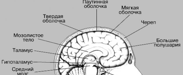 Структуры мозга и организма в. Строение и развитие человеческого мозга, и чем отличается мужской мозг от женского? Основные зоны и ассоциативные центры коры мозга