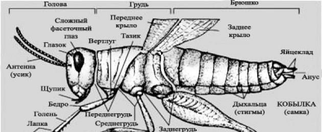 Identificare un insetto dal suo aspetto.  Libro: Chiave per insetti da larve