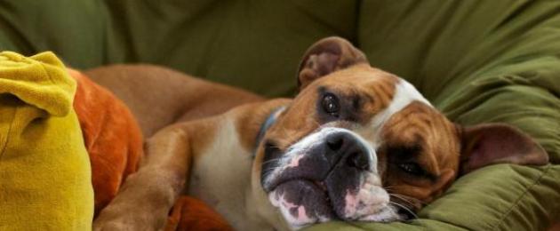 Собаки склонные к эпилепсии. Что делать при эпилептическом припадке? Что делать во время эпилептического приступа