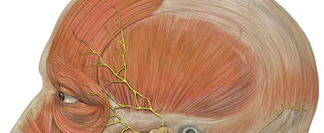 Расположение лицевого нерва на лице схема. Лицевой нерв: анатомия, схема, строение, функции и особенности