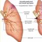 Embolia polmonare: come proteggersi da un “colpo” improvviso?