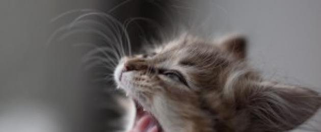 Что делать если у кошки болят зубы. Болезни зубов у кошек