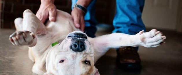 Асцит брюшной у собаки. Симптомы водянки у собаки и её лечение (прогнозы)