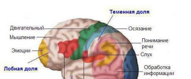 Sintomi di danno a varie parti del cervello.  Il lobo temporale del cervello e la sua sconfitta L'assenza dei lobi temporali porta a cosa