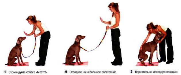 Insegnare a un cucciolo al posto della squadra.  OKD: insegnare al cane il “Luogo!  Perché un cane ha bisogno del suo posto?