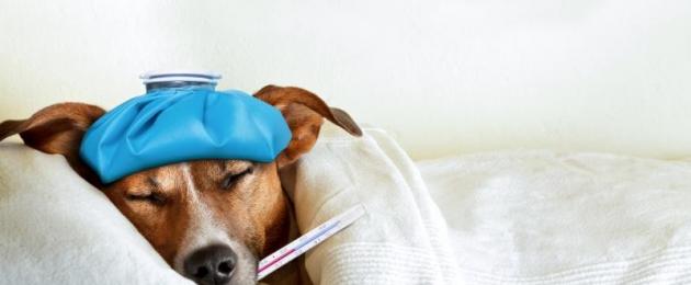  Выпадение матки у собак: причины, симптомы, лечение, восстановительный период и советы ветеринара. 