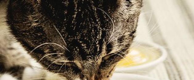 Un gatto può avere il tuorlo?  È possibile dare a un gattino un uovo sodo: i pro ei contro di questo prodotto