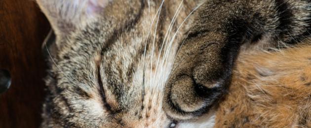 Чем лечить кошку если нос сухой. Отчего у котов влажный нос? Особенности измерения температуры тела