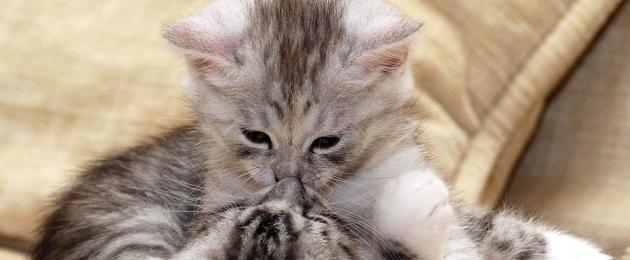 Любят ли кошки обниматься. Учимся обниматься у кошек Кошки обнимаются и целуются
