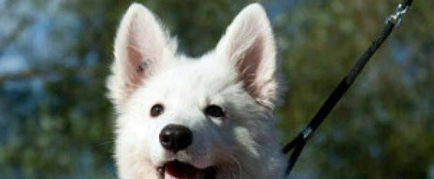 Собака белая овчарка. Овчарка швейцарская: отзывы, фото, цены и характер