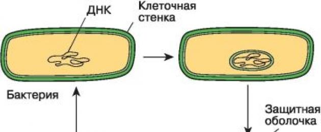 Struttura interna dei procarioti.  La struttura delle cellule procariotiche ed eucariotiche