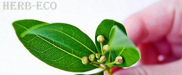 L'uso delle foglie di alloro per scopi medicinali.  Applicazione durante la gravidanza