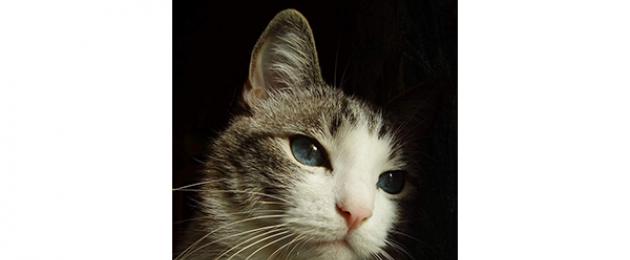 Признаки боли у кошек. Почему кошки подставляют хозяевам живот? Кот не дает трогать живот и кусается