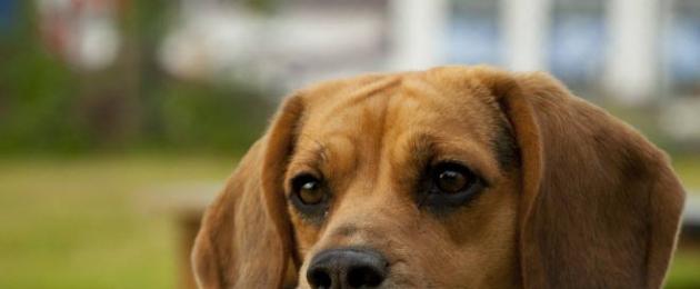 Trattamento dell'orecchio per cani.  Otite media fungina nel cane