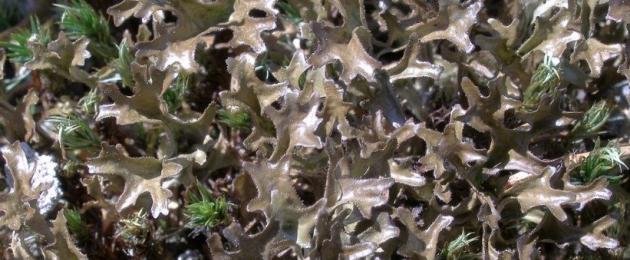 Лечебный мох исландский. Цетрария: растение здоровья и молодости
