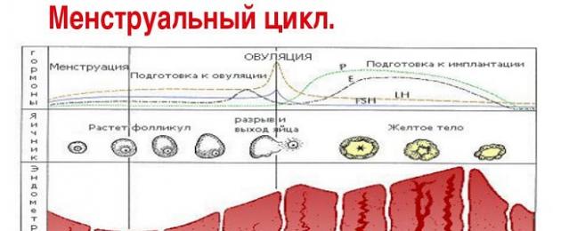 Откуда выходят месячные схема