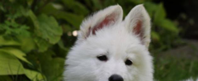 Швейцарская короткошерстная овчарка. Характеристика собак породы белая швейцарская овчарка с отзывами и фото