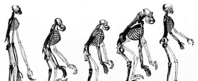 Происхождение человека и половой. Дарвинизм