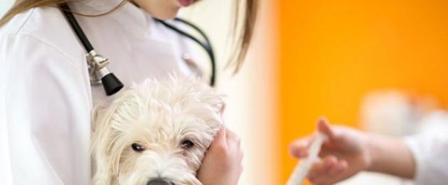 Прививка от чумы для собак. Прививки щенкам – какие и когда ставить