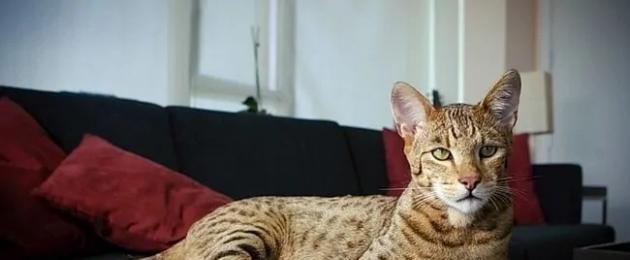 قطة منزلية ذات لون الفهد.  سلالات القطط الغريبة ذات لون يشبه النمر